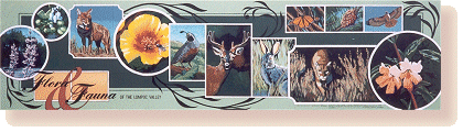 One of Lompoc's many beautiful murals, 'Flora and Fauna in the Lompoc Valley', by Arthur Mortimer, Lompoc Mural Society